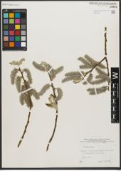 Foto von Salix L.